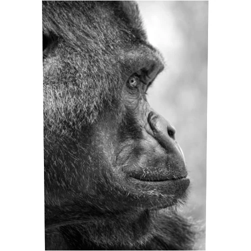 By Jayne D'Arcy (Author) Stunning gorilla notepad. The perfect gift.: 120 pages to write your thoughts, stories and dreams.