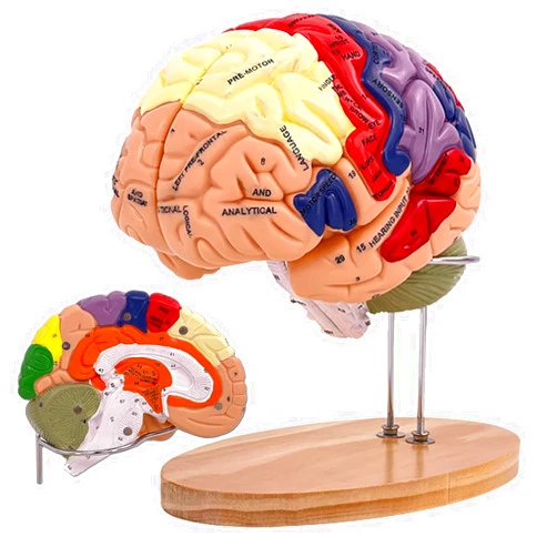 SOEPOTIX Human Brain Model Anatomy, 2X Life Size Human Brain Anatomical Model for Neuroscience with 4 Color-Coded Detachable Brain Model for Neuroscience Psychology Science Research Medical Learning
