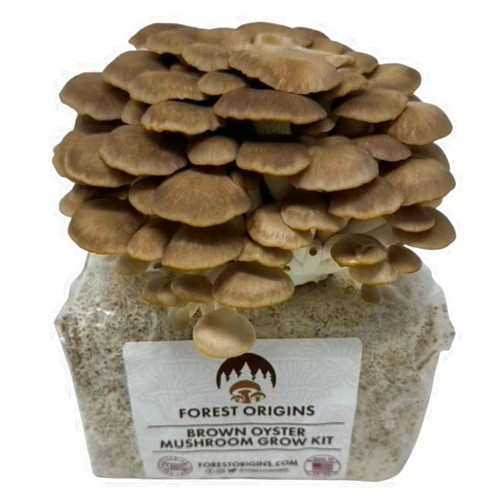 Forest Origins Brown Oyster Mushroom Grow Kit, Beginner Friendly & Easy to Use, Grows in 10 Days | Handmade in California, USA | Top Gardening Gift, Holiday Gift & Unique Gift