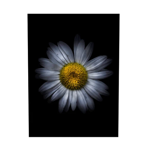 Trademark Fine Art 'Backyard Flowers 13 Color Version' Canvas Art by Brian Carson