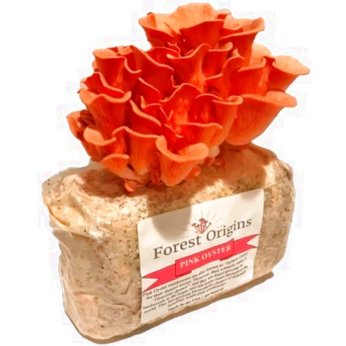 Forest Origins Pink Oyster Mushroom Grow Kit, Beginner Friendly & Easy to Use, Grows in 10 Days | Handmade in California, USA | Top Gardening Gift, Holiday Gift & Unique Gift