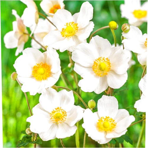 SPRING HILL NURSERIES Honorine Jobert Japanese White Flowering Perennial Anemone, The 2016 Perennial Plant of The Year Award Winner, 1 Bare Root Perennial per Offer