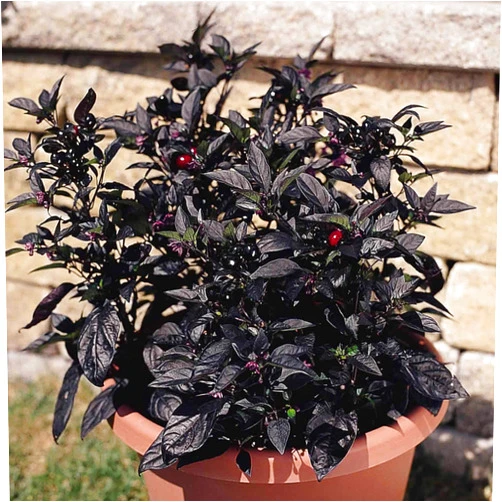 Mountain Valley Seed Company Black Pearl Ornamental Pepper Garden Seeds - 10 Seeds - Non-GMO Decorative Gardening Seeds - Capisicum annuum