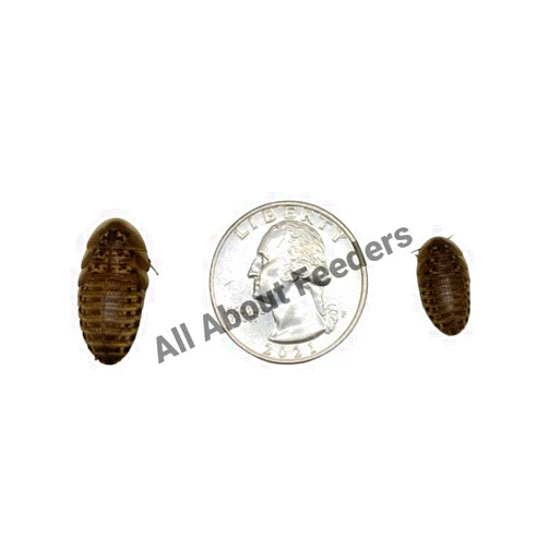 AAFeeders All About Feeders Medium Dubia Roaches 50 Count