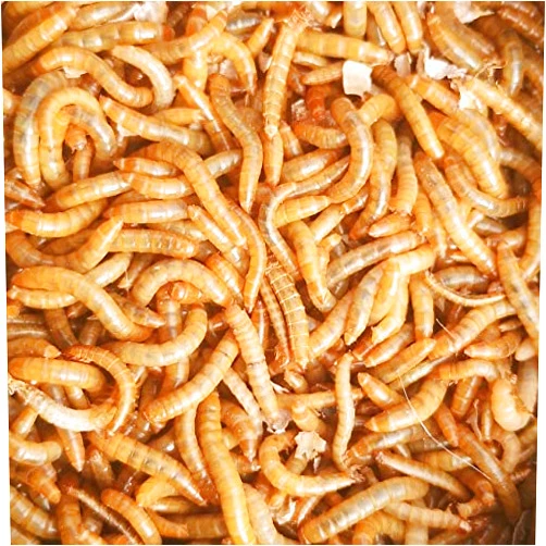 BESTBAIT Best Bait Live Mealworms for Fishing Bait & Pet Feeding - High Protein, Nutrient-Dense Larvae for Birds, Reptiles & Fish - Ideal for All Life Stages - Fresh- 1000 Count
