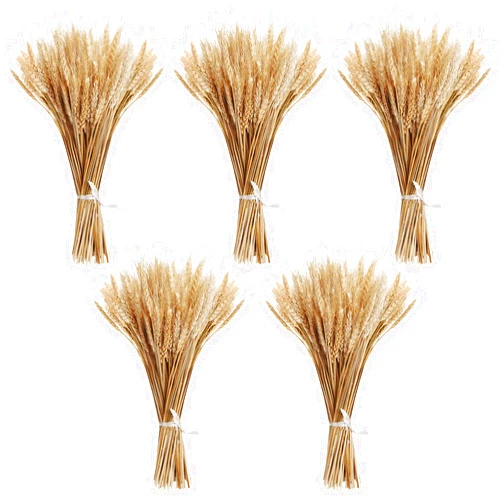 MHMJON 500 Pcs Dried Wheat Stalks Golden Natural Wheat Grass Decor Dried Flowers Arrangement for Spring Farmhouse DIY Design Home Table Wedding Party Decor (16