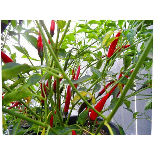 Refining Fire Chiles Chile de Cambray Pepper 10+ Seeds