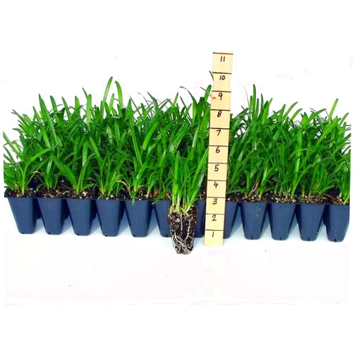 Florida Foliage Agapanthus Blue Lily of The Nile | 40 Live Plants | Agapanthus Africanus | Perennial Flowering Ornamental | Drought Tolerant Plants for Landscaping