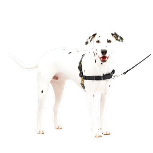 PetSafe Easy Walk No-Pull Dog Harness - The Ultimate Harness to Help Stop Pulling - Take Control & Teach Better Leash Manners - Helps Prevent Pets Pulling on Walks, Medium/Large, Black/Silver