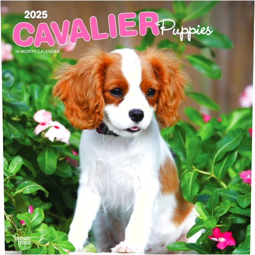 Browntrout Cavalier King Charles Spaniel Puppies | 2025 12 x 24 Inch Monthly Square Wall Calendar | Plastic-Free | BrownTrout | Animals Dog Breeds Puppy