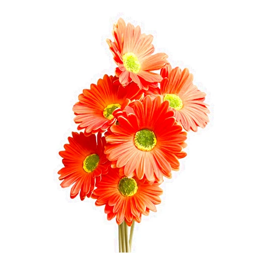 Cutefornia 15-Inch Real Touch Gerbera Daisy Artificial Flower Stems - Vibrant Home Decor, Set of 6 (Orange)