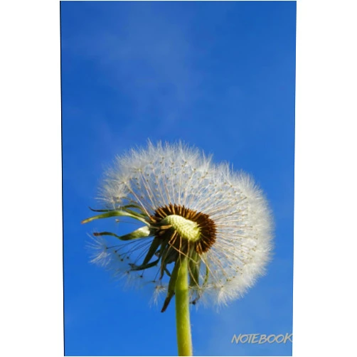 Cheezy Owww Dandelion Whispers: A 120-Page 6''x9'' Matte Notebook Inspired by Nature's Delicate Beauty