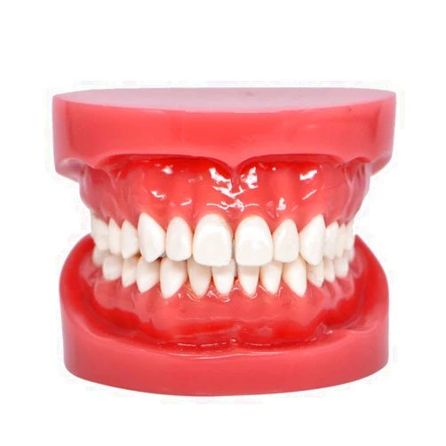 Angzhili Dental Typodont Standard Teeth Model for Teaching Practice Demonstration Flossing Teeth Model for Study Adult Standard Teaching Model(1 Piece)