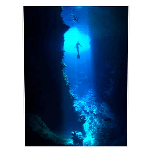 STG Trading Free Diver Vinyl Bumper Sticker Decal Waterproof 5