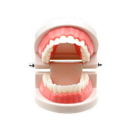RUCYAI Dental Adult Teeth Model Teaching Study Typodont Demonstration Adult Training Model