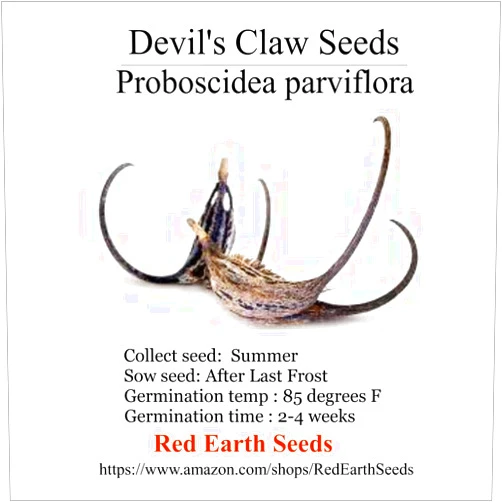 Red Earth Seeds Devil's Claw - Proboscidea parviflora 10 Seeds (Organically Grown) (Organically Grown)