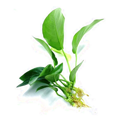 Marcus Fish Tanks Anubias Barteri Live Plants for Freshwater Aquariums Anubias VAR Nana Plants Buy 2 Get 1