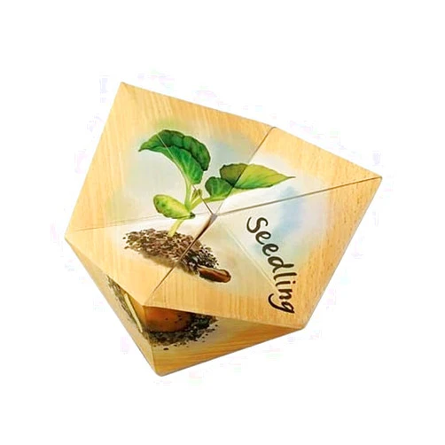 Educational Insights LifeCyclers Butterfly, Frog and Plant