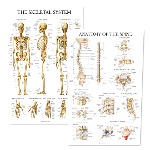 Palace Learning 2 Pack: Skeletal System Anatomy + Anatomy of the Spine Poster Set - Set of 2 Anatomical Charts - Laminated - 18