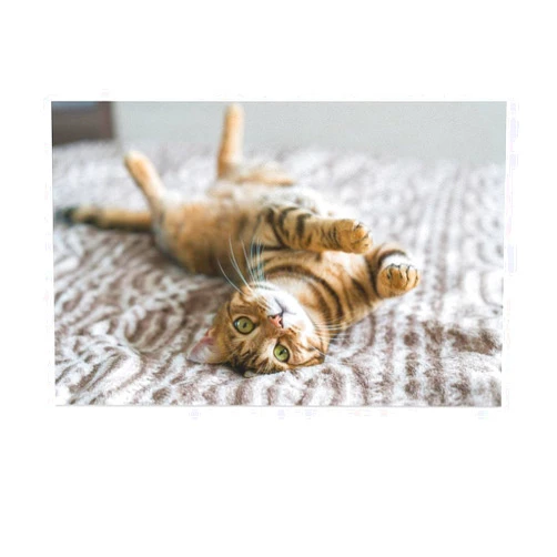 RCCER Cute Bengal Cat Canvas Poster Bedroom Decor Sports Landscape Office Room Decor Gift,Canvas Poster Wall Art Decor Print Picture Paintings for Living Room Bedroom Decoration 12x18inch(30x45cm)