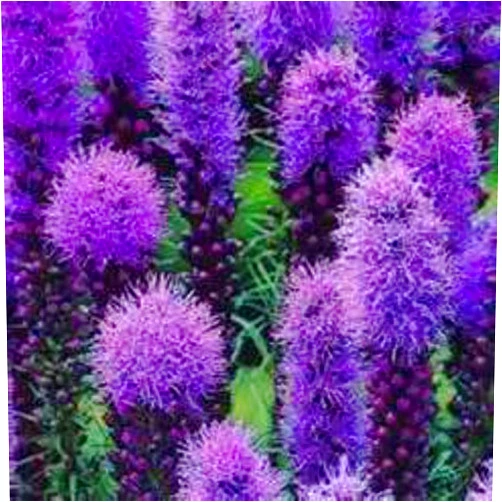 SVI Liatris - Blazing Stars! 25 Seeds! Hardy Perennial - Comb.