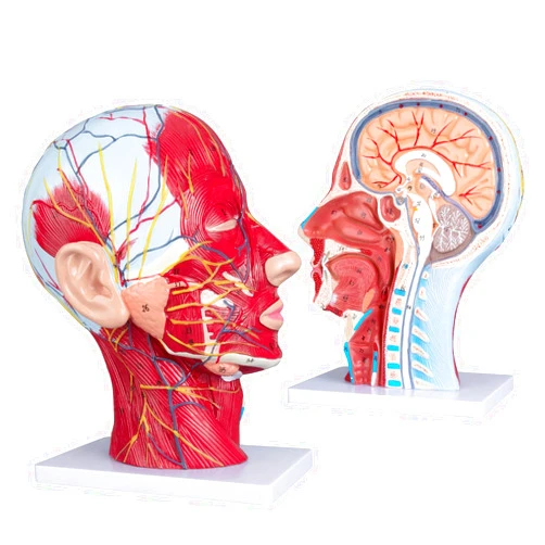LVCHEN Face Head Muscle Model - Human Half Head & Neck Anatomy Model Superficial Neurovascular Model with Musculature 1:1 Life Size Anatomical Median Section for Science Classroom Display Teaching