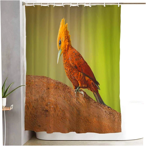 Starodec Shower Curtain Mossy Chestnutcoloured Woodpecker South Celeus Castaneus Acorn Brawn Bird Nature Design Species Waterproof Polyester Fabric for Bathroom Decor with Hooks 72