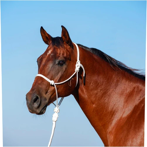 Classic Equine Rope Halter and 9-foot Leadrope, White