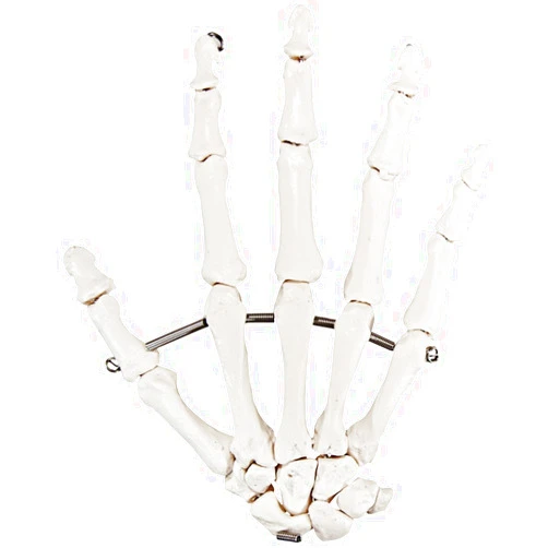 Axis Scientific Skeletal Hand | Right | Fully Articulated Flexible Hand Skeleton is Secured with Quality Wire to Demonstrate Movement | includes Product Manual