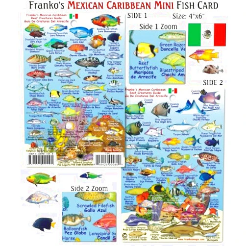 Franko Maps Mini Mexican Caribbean Reef Creatures Fish ID for Scuba Divers and Snorkelers