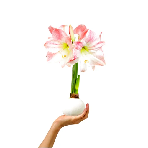Gardenuity White Waxed Amaryllis Flower Bulb with Apple Blossom Blooms - Extra Large, 4-12 Blooms, No Water or Planting Needed – Gift Ready for Spring & Easter (1 Pack)