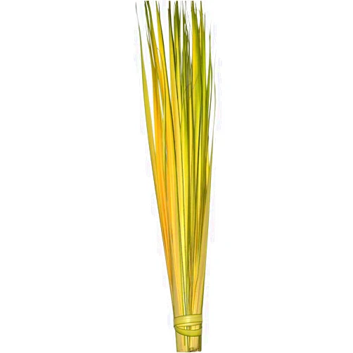 VILLAGE GIFT IMPORTERS Fresh Palm Strips for Palm Sunday, Bag of 100 | Does Not Ship Until March 31st! | Guaranteed Delivery Before Palm Sunday!