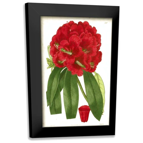 ArtDirect - Curtis 13x18 Black Modern Framed Art Print Titled: Antique Rhododendron I