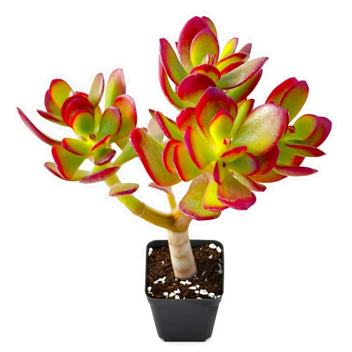 Sprout N Green Dwarf Jade - Crassula Ovata Crosby's Compact, Rare Cute Succulent Plant Fully Rooted in 2