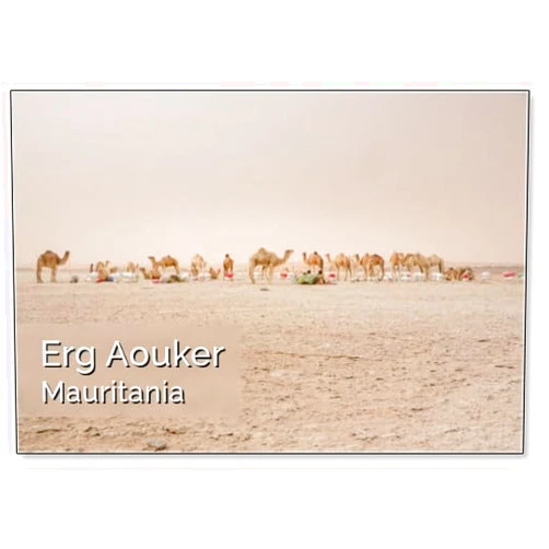 Photomagnet Camels of A Salt Caravan at The Border of Erg Aouker, Tichitt, Mauritania, Design 2, Fridge Magnet