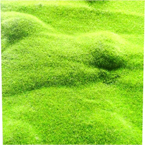 QAUZUY GARDEN 200+ Seeds Scottish Irish Moss Pearlwort Sagina Subulata Very Hardy Evergreen Perennial Ground Cover/Lawn Cover Low-Maintenance