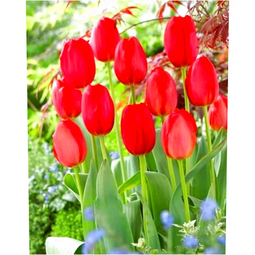 Boekee's Nursery 25 Quality Tulip Bulbs - Parade (Bright Red) - Imported from Holland