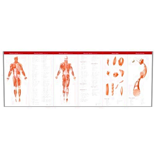 Anatomical Chart Company's Illustrated Pocket Anatomy: The Muscular & Skeletal Systems Study Guide 2nd (second) Edition by Anatomical Chart Company [2007]