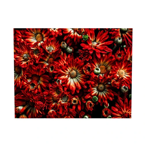 Trademark Fine Art 'Backyard Flowers 88 Color Version' Canvas Art by Brian Carson