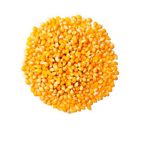 BALTORO FOODS Organic Popcorn Kernels unpopped Non-GMO, Vegan Bulk Raw (2 lb)