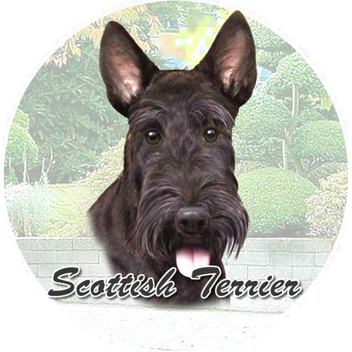 E&S Pets Scottish Terrier Coaster, 3