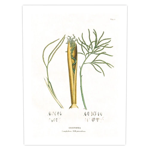Pacifica Island Art Geonoma Palm - Simplicifrons Willd - Pinnatifrons Willd - Vintage Botanical Illustration by Carl Friedrich Philipp von Martius c.1820s - Japanese Unryu Rice Paper Art Print (Unframed) 12 x 16 in