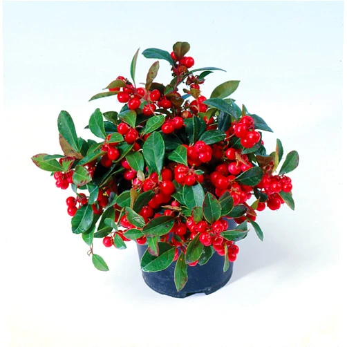 Burpee Live Herb | Real Red Berries | Wintergreen Minty Scent | Perfect Plant for both Winter (indoor) & Spring (outdoor) | Edible After Next Growth Cycle
