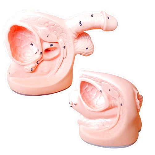 Newsmthnet 2Pcs Catheterization Model Male Female, Catheter Model Internal External Genital PVC Anatomy Model Nursing Practice for Medical Clinical Teaching and Practical Training