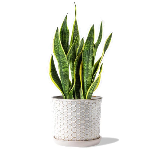 Chubacoo 8 Inch Plant Pot : Ceramic Planter Pot with Drainage Hole & Saucer - Flower Pot for Indoor & Outdoor Plants - Planter with Separate Tray for Home/Office - Honeycomb, Cream White