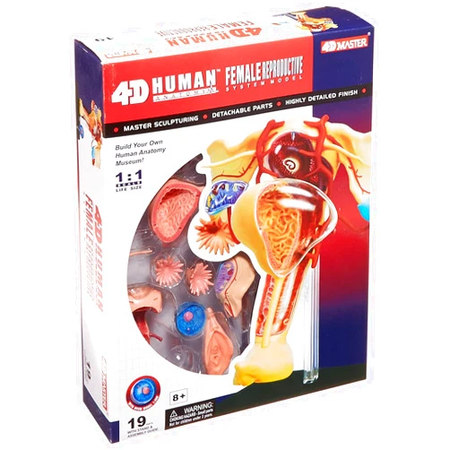 TEDCO Famemaster 4D-Vision Human Female Reproductive Anatomy Model, 10
