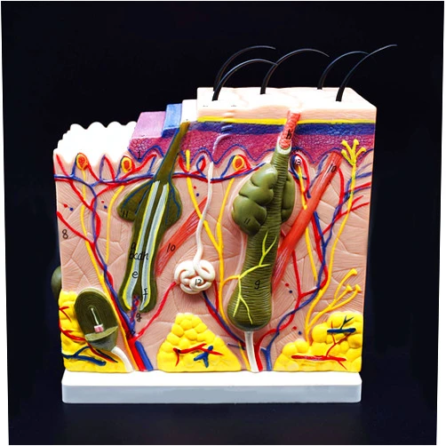 XINDAM Skin Model, 50X Enlarged Anatomical Model Anatomy for Science Classroom Study Display Teaching Medical Model
