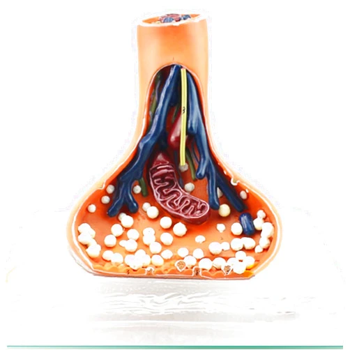 MOWFXUA Synapse Neuron Anatomical Model Chemical Synapse Anatomy Model Human Nervous System Teaching Aids Nervous for Medical Educational Aid Education Demonstration