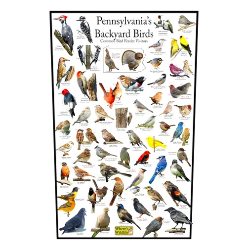 Where's Wildlife Pennsylvania's Backyard Birds Poster - Pennsylvania Bird Chart Highlighting Birds At Your Bird Feeder (8