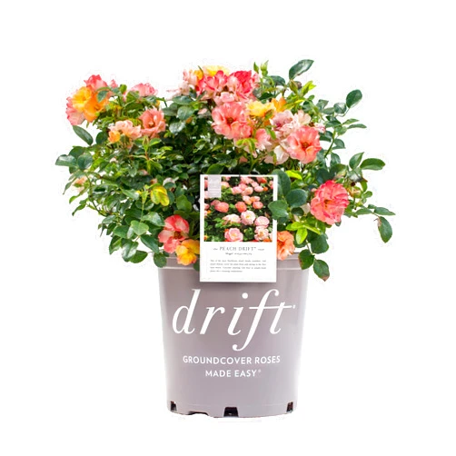 Green Promise Farms Drift Roses - Rosa Peach Drift (Rose) Rose, double peach flowers, #2 - Size Container